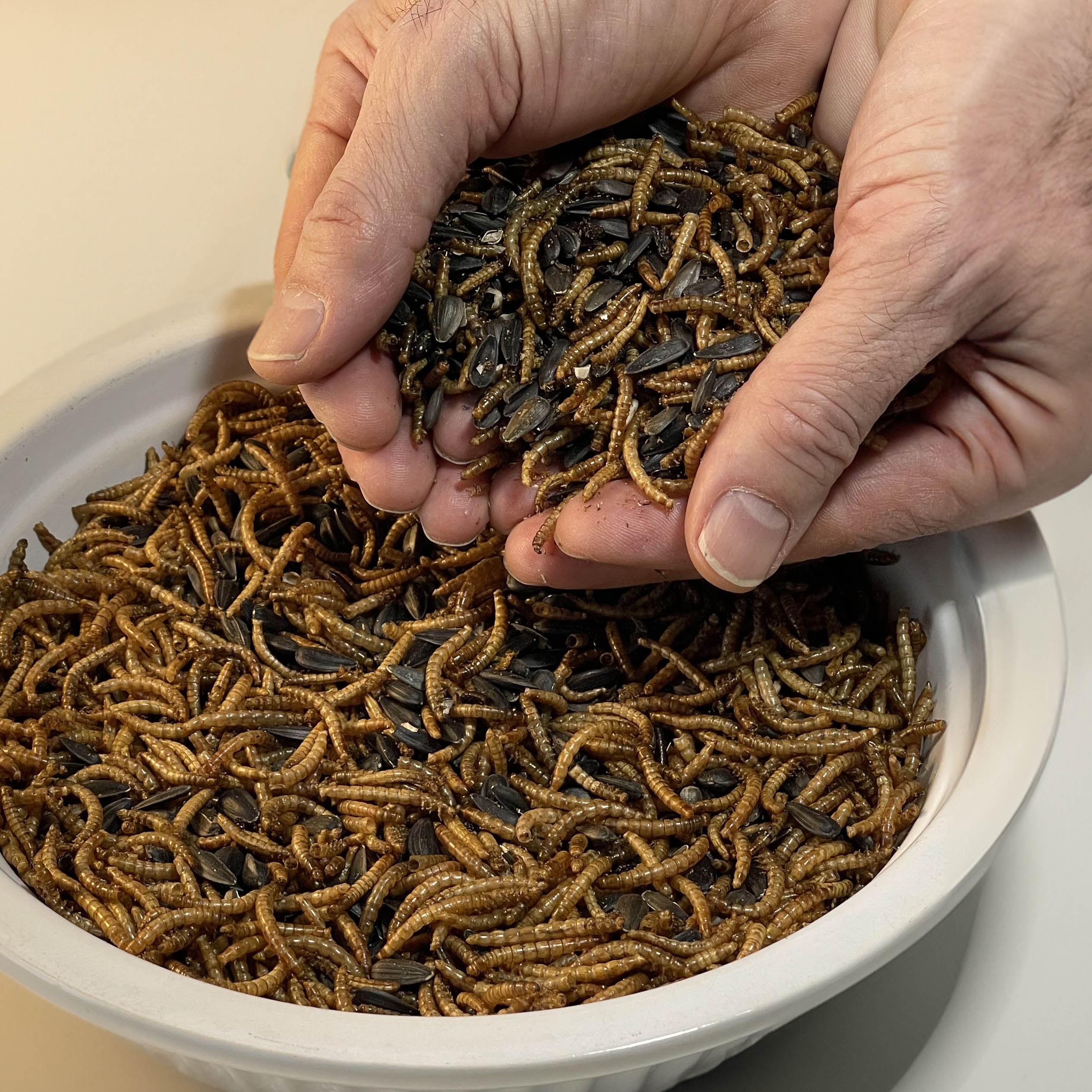 Two hands holding Sunshine Bite Blend over a bowl filled with Sunshine Bite Blend. Sunshine Bite Blend is a bird feed blend of dried mealworms and black oil sunflowers, made and sold by INSECTCIBUS