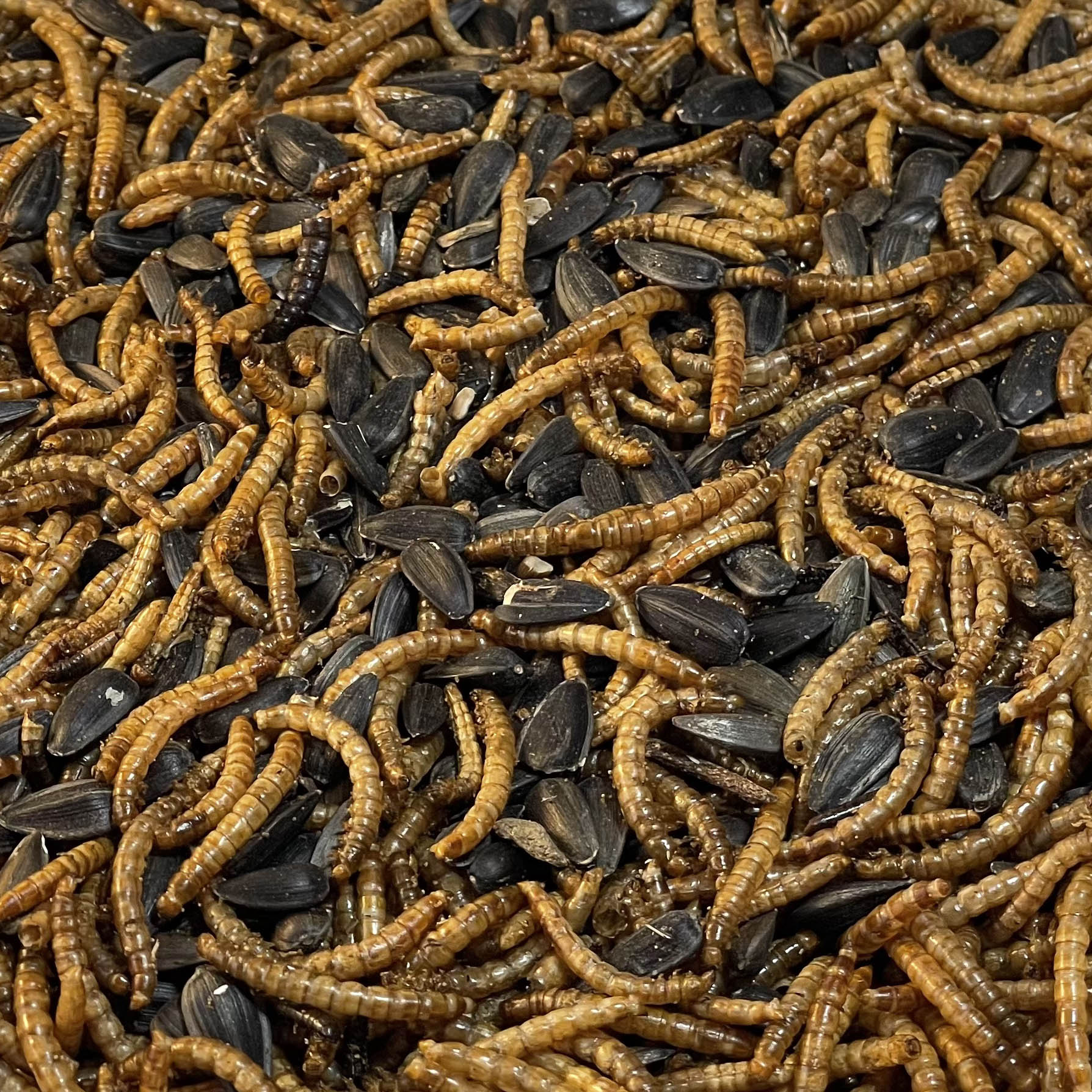 Close up photo of a bulk quantity of Sunshine Bites Blend, a bird feed blend sold by INSECTCIBUS that contains dried mealworms and black oil sunflowers