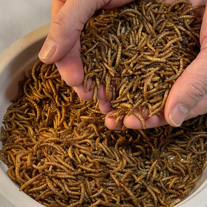 Two hands holding dried mealworms over a bowl filled with dried mealworms