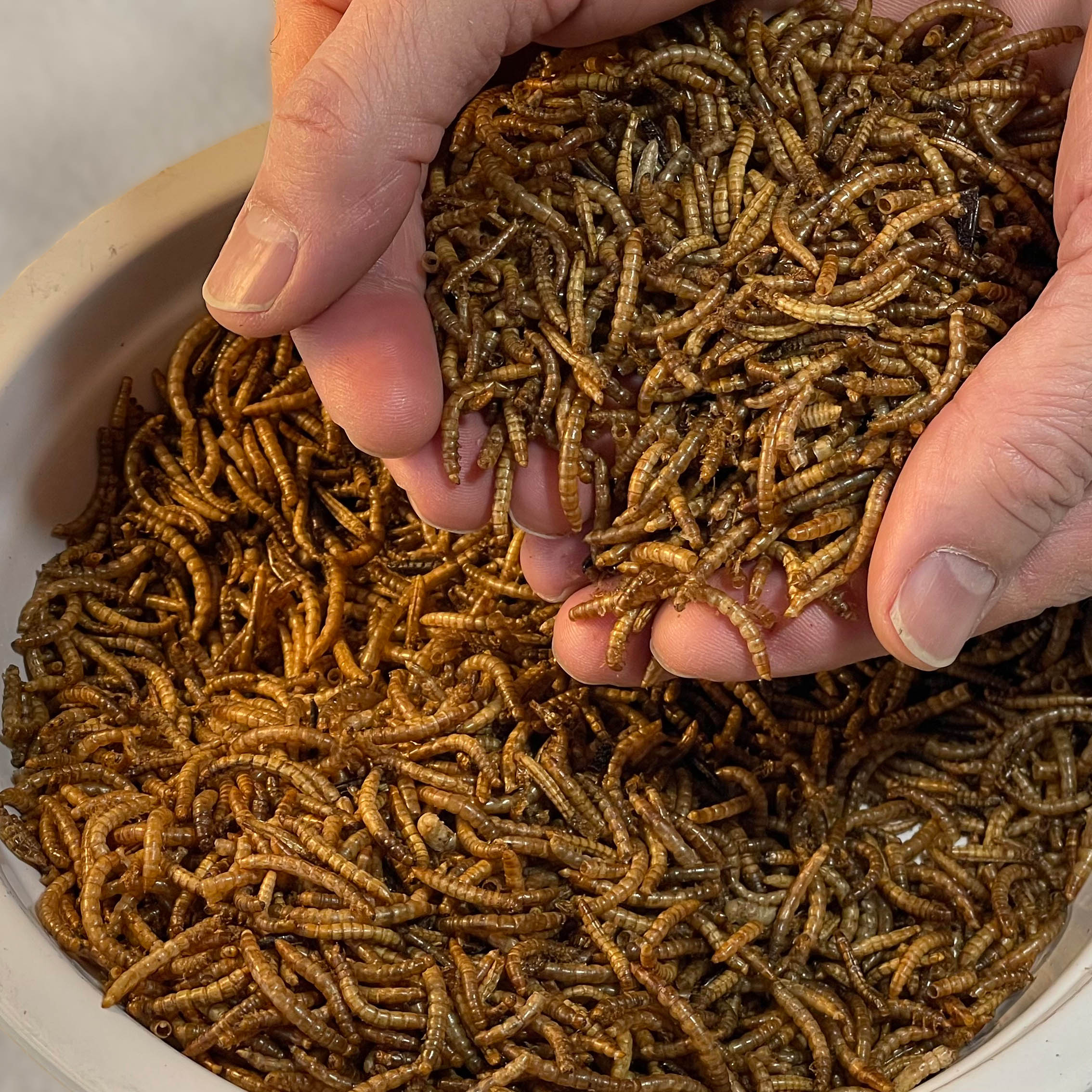 Two hands holding dried mealworms over a bowl filled with dried mealworms
