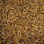 Close up photo of a bulk quantity of dried mealworms