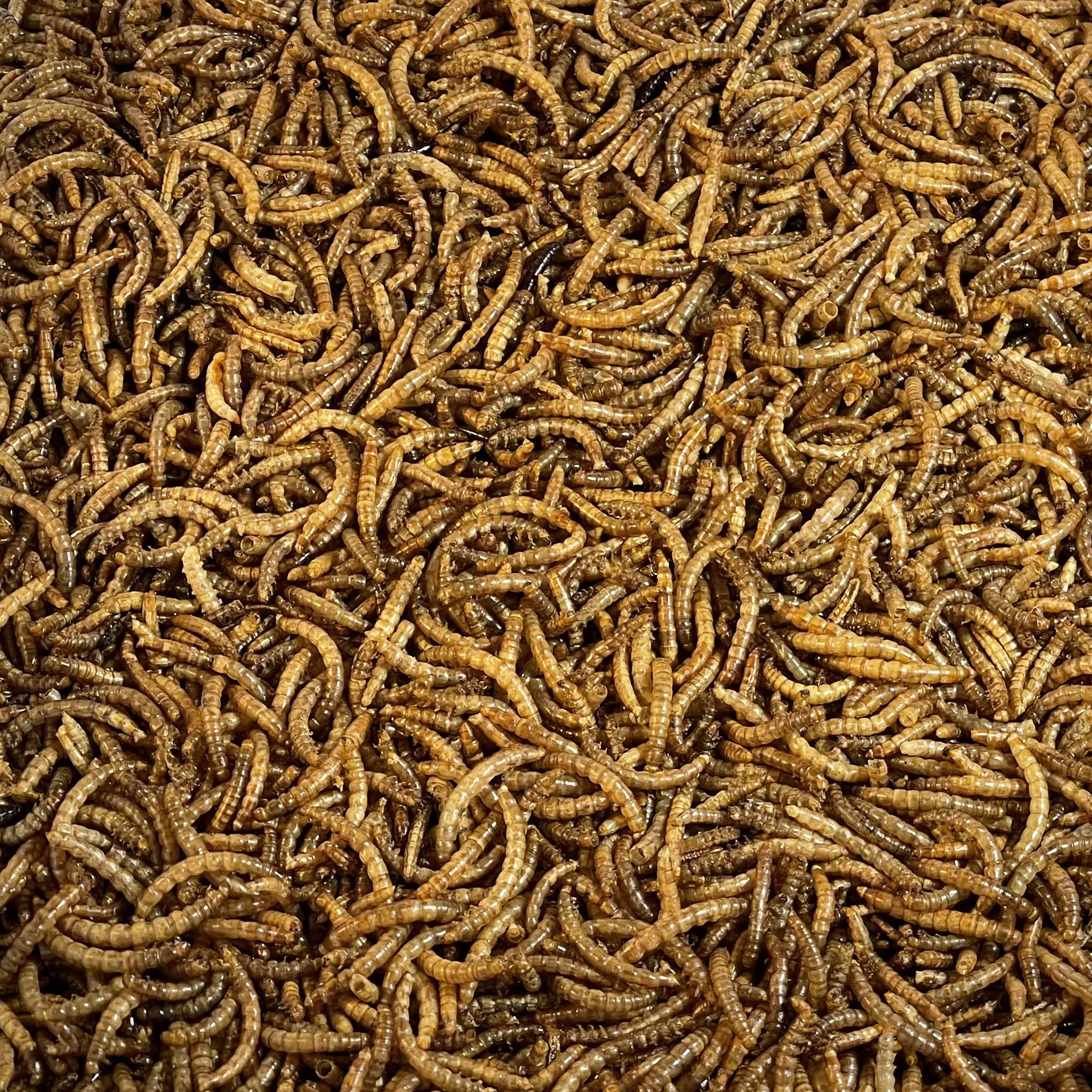 Close up photo of a bulk quantity of dried mealworms