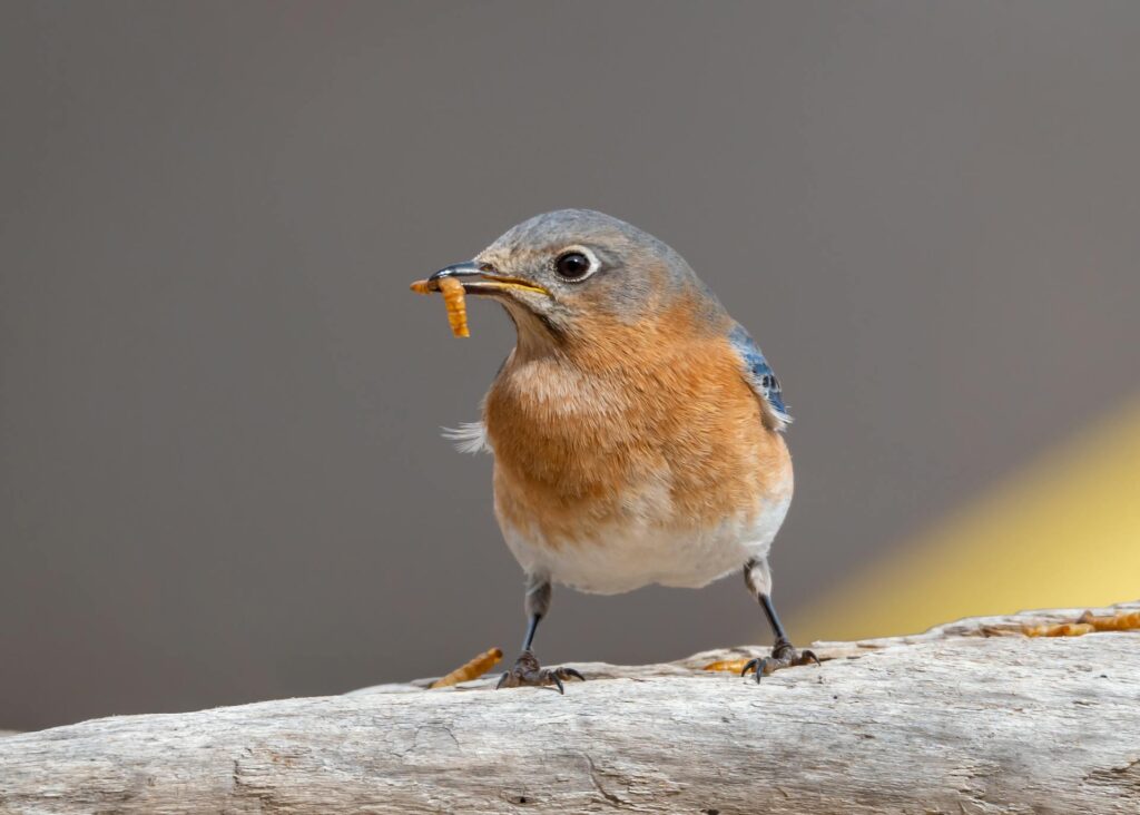 A small bird with a dried mealworm in its beak